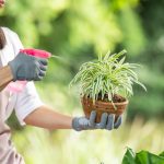 Cum să îți protejezi plantele de grădină de dăunători cu soluții naturale