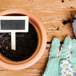 Grădină cu sol argilos: Plante care se pot adapta mai ușor