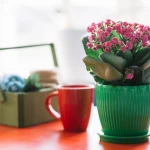 Obiecte decorative care pot schimba atmosfera unei camere